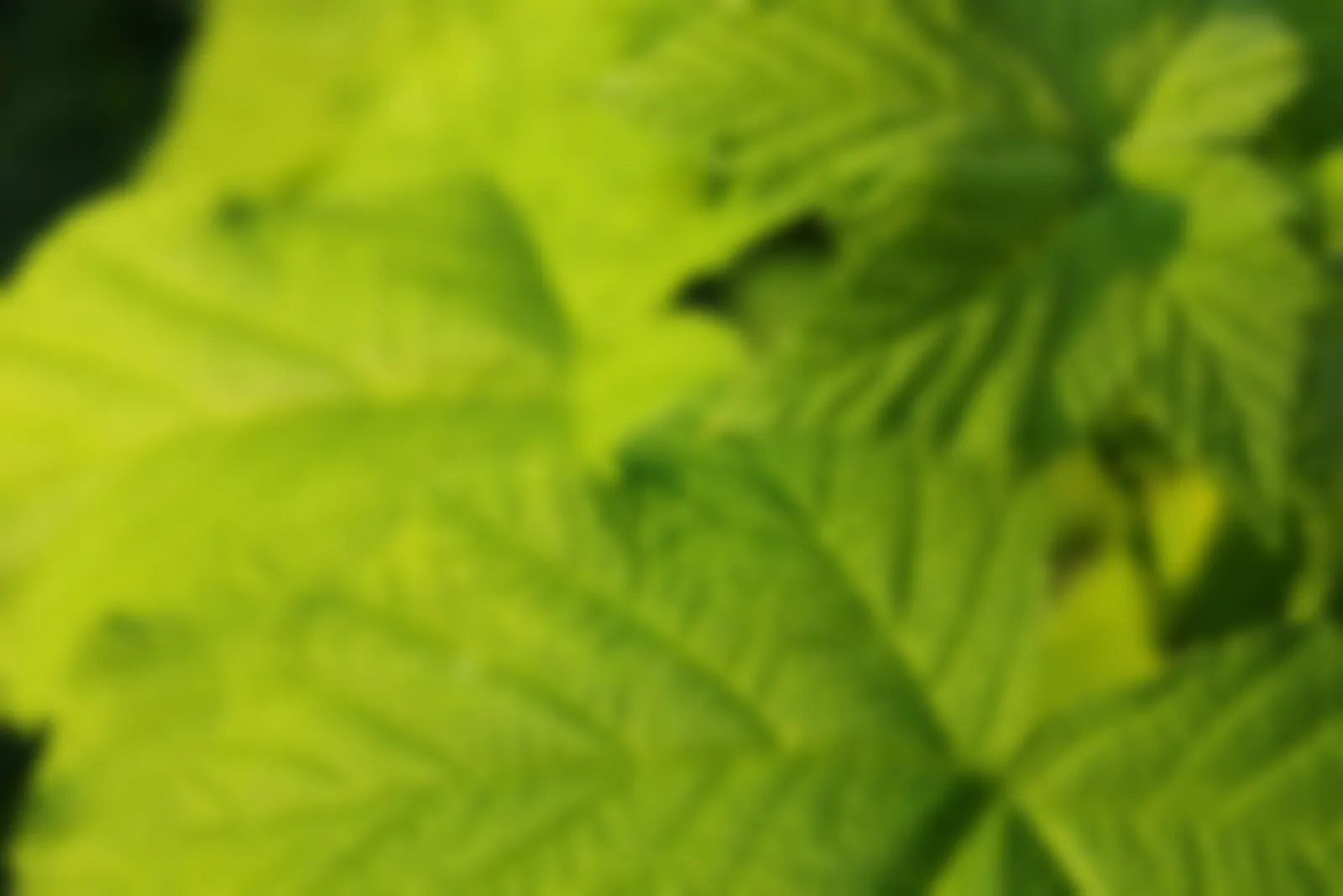 Sunlit textured leaves.