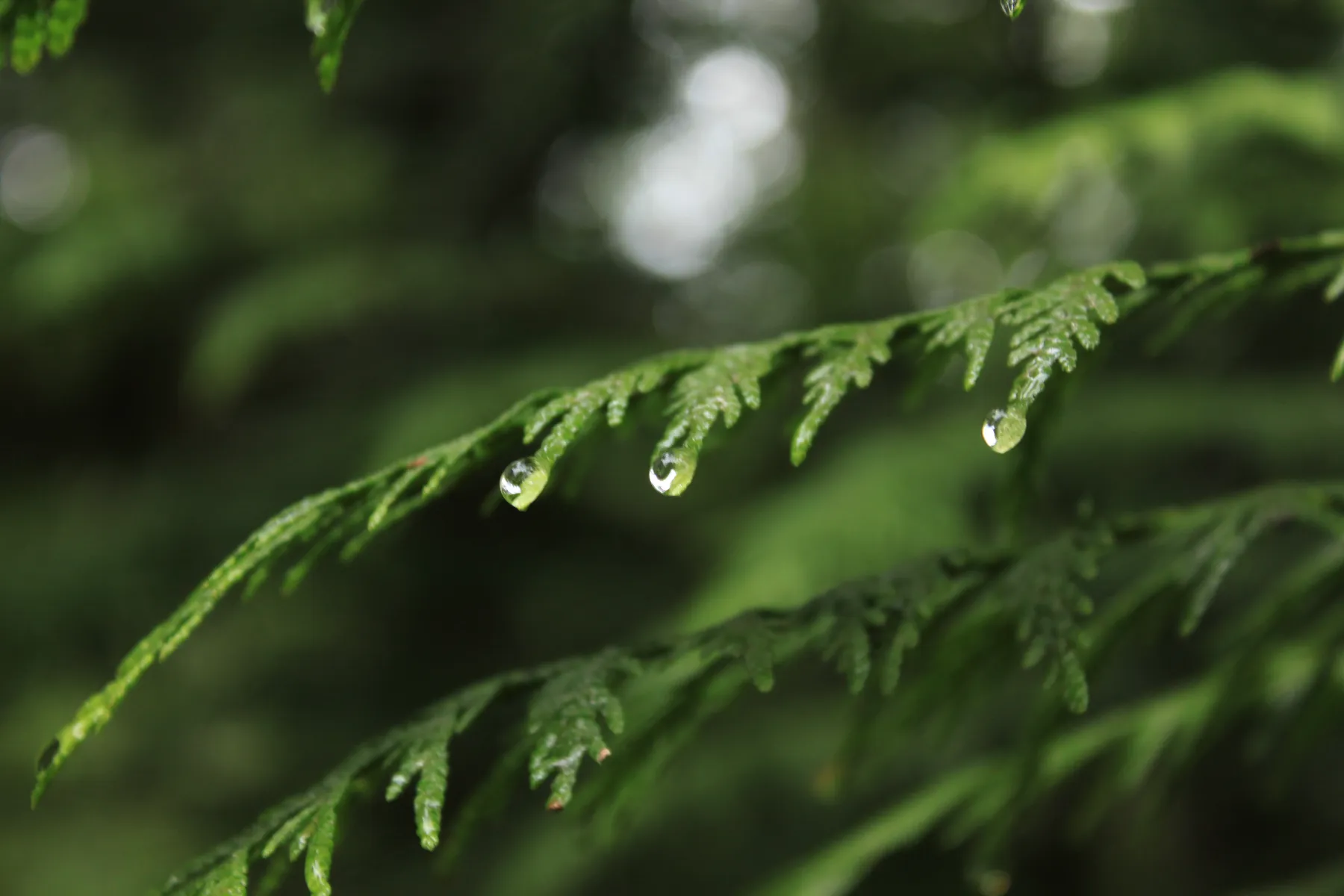 Cedar needles with dew drops. Photo by Sean Courtney.