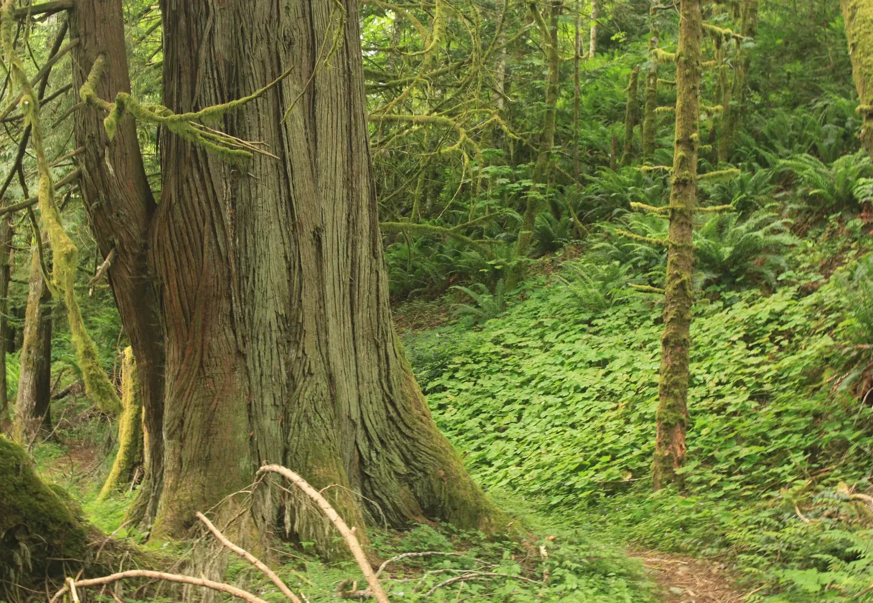 Moss-draped cedar rainforest. Photo by Sean Courtney.
